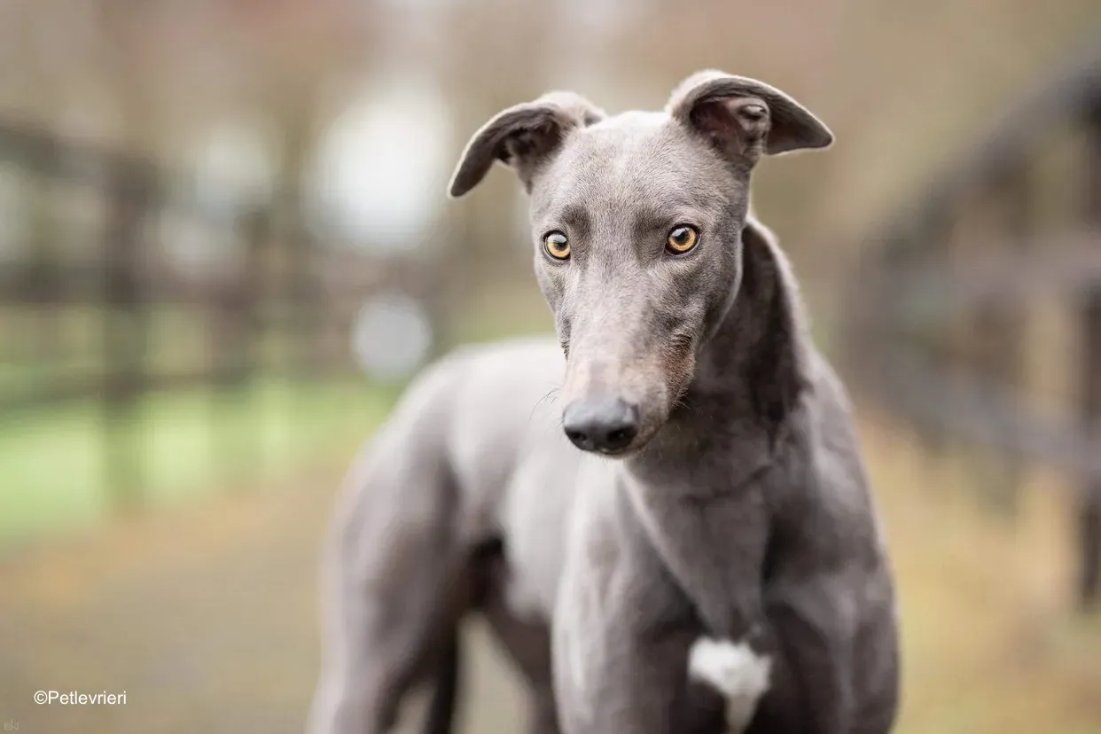 firmino adozione levrieri greyhound 2
