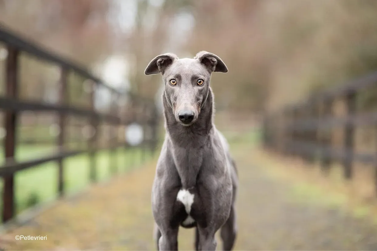 firmino adozione levrieri greyhound 3