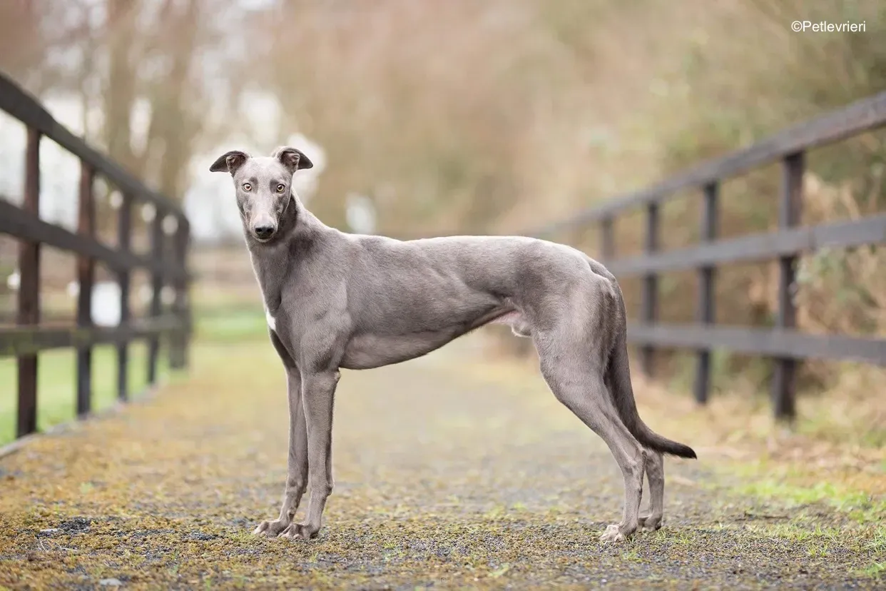 firmino adozione levrieri greyhound 4