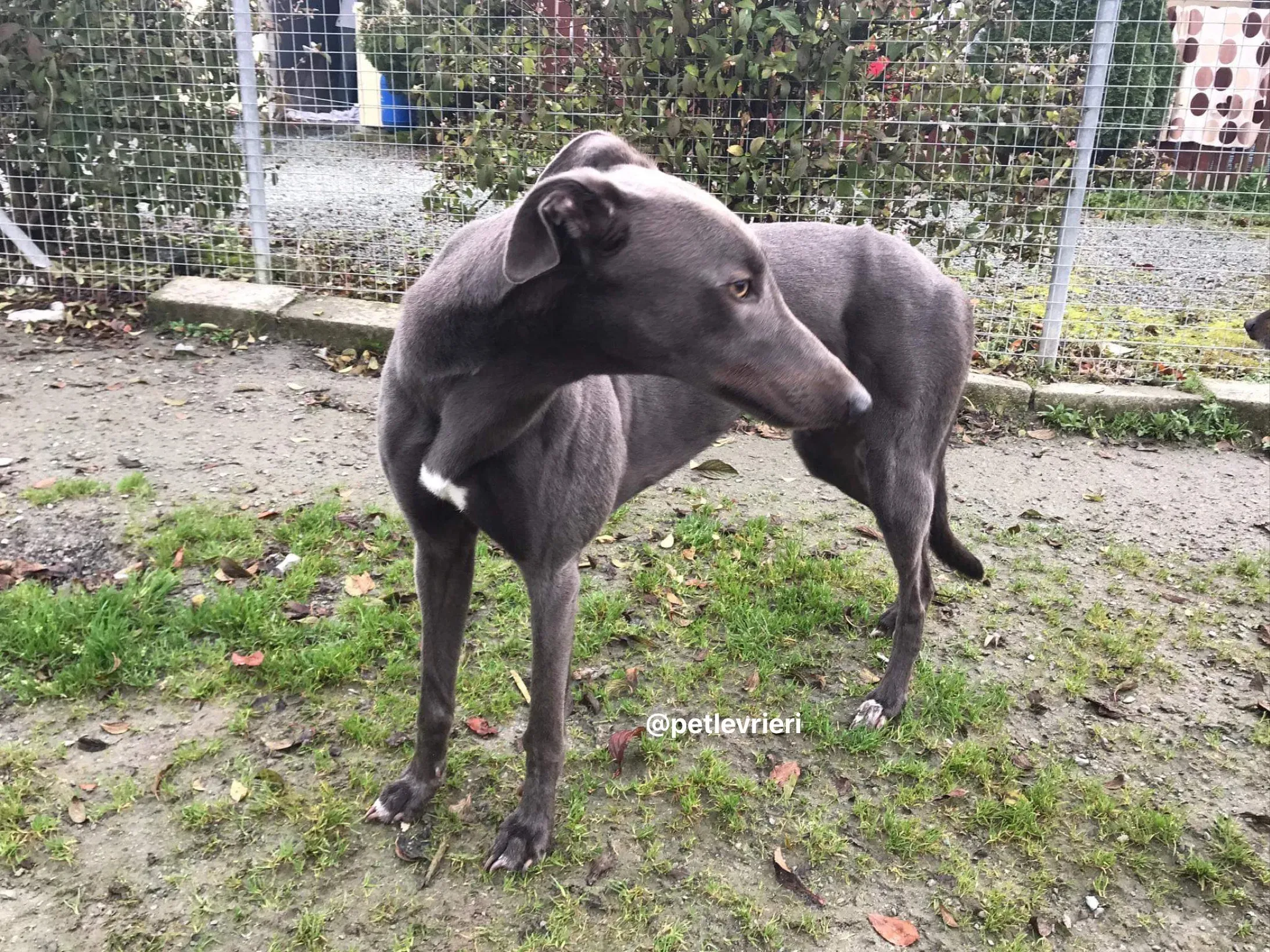 firmino greyhound adozione pet levrieri 1