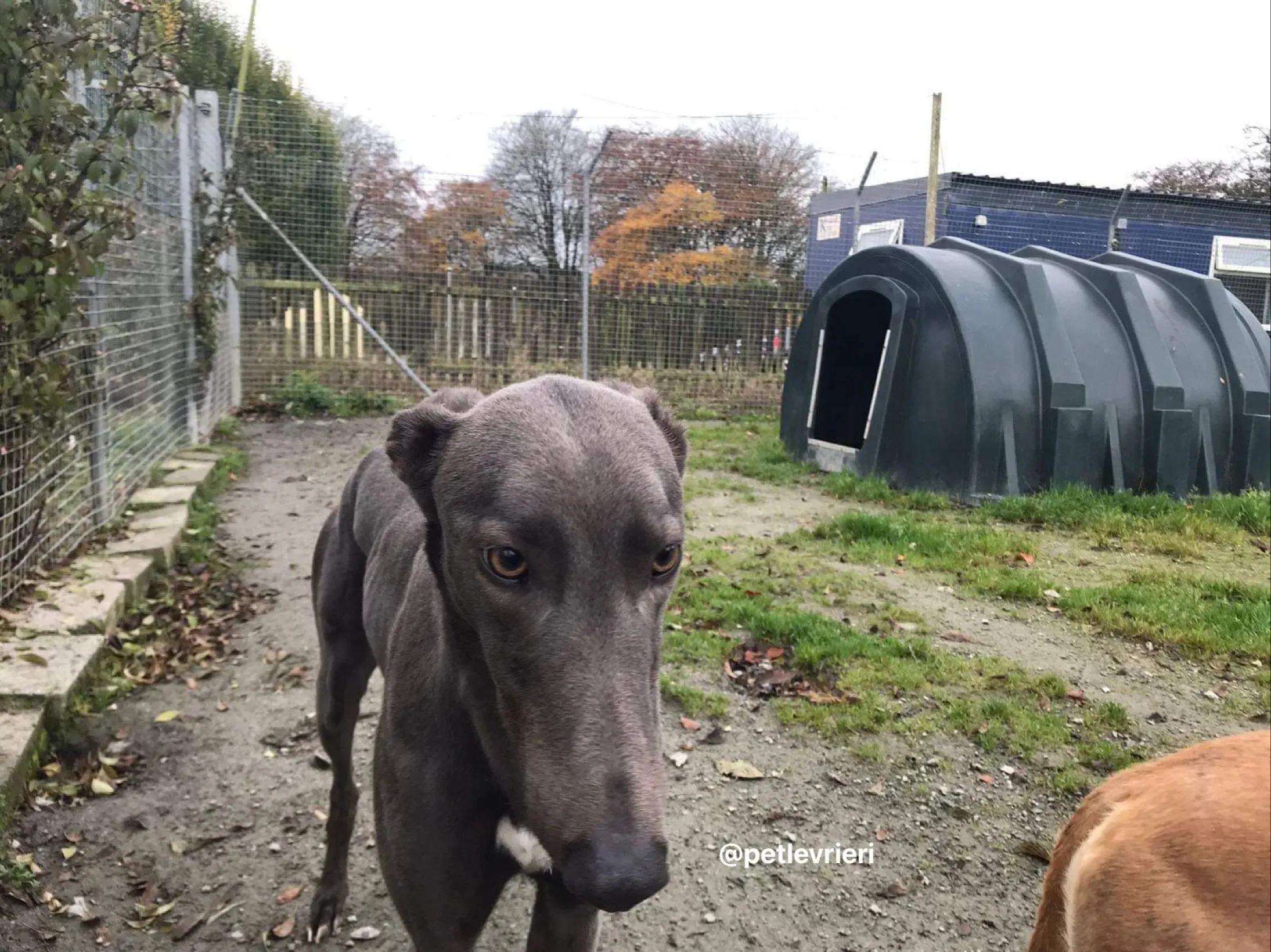 firmino greyhound adozione pet levrieri 10