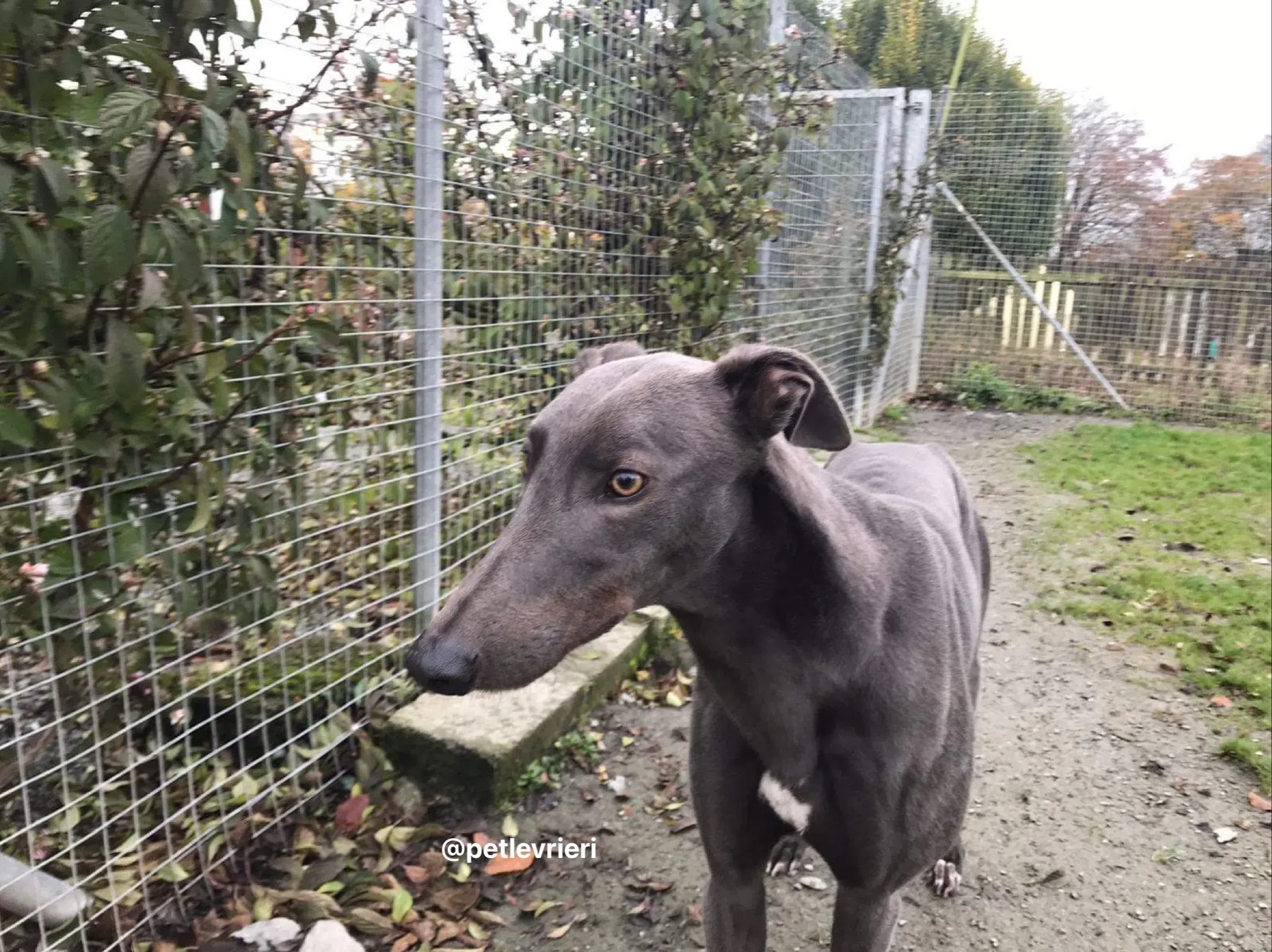 firmino greyhound adozione pet levrieri 11