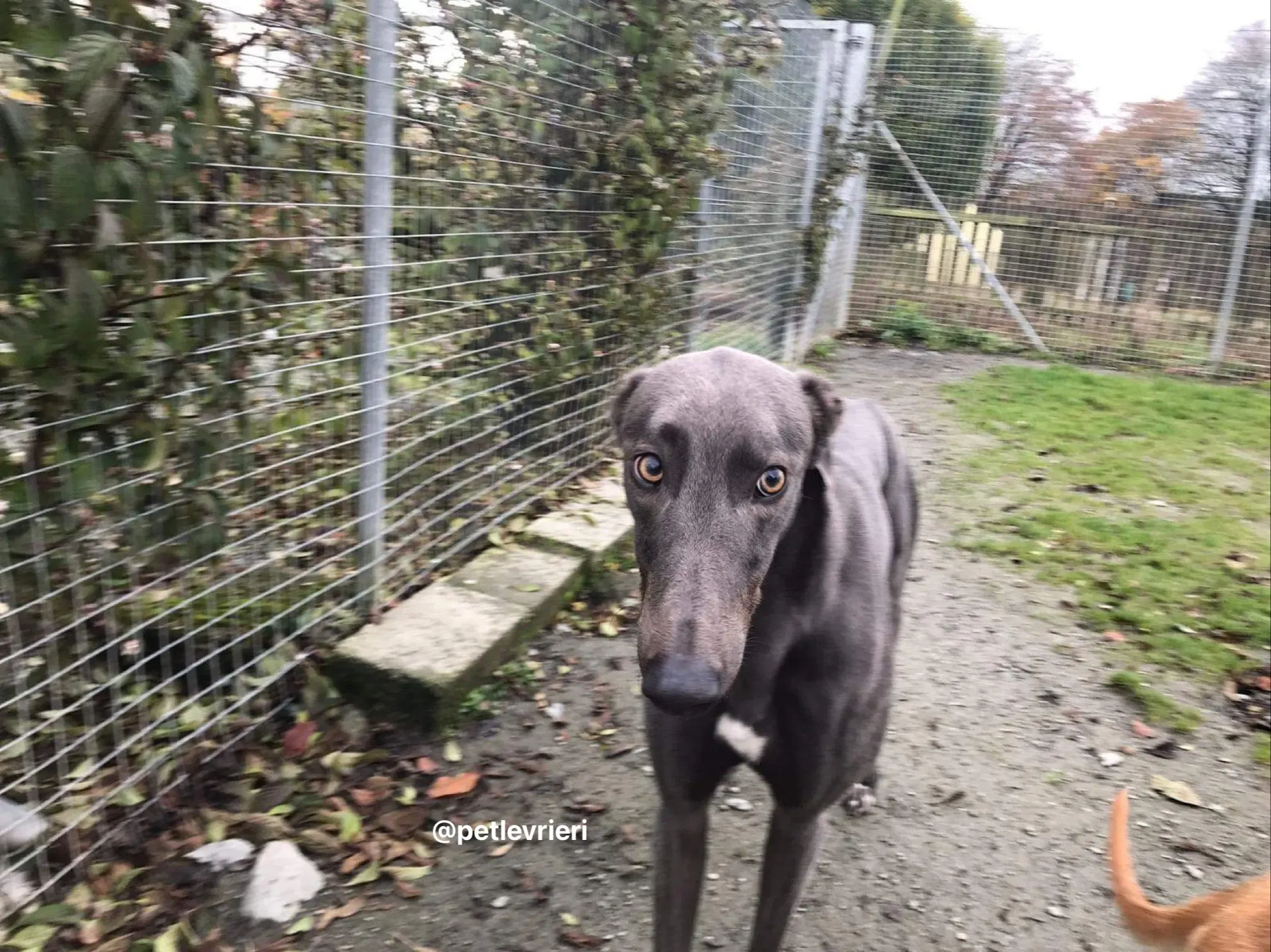 firmino greyhound adozione pet levrieri 12