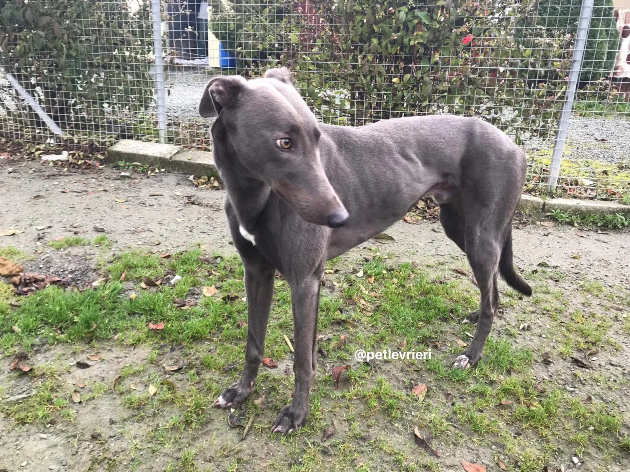 firmino greyhound adozione pet levrieri 2