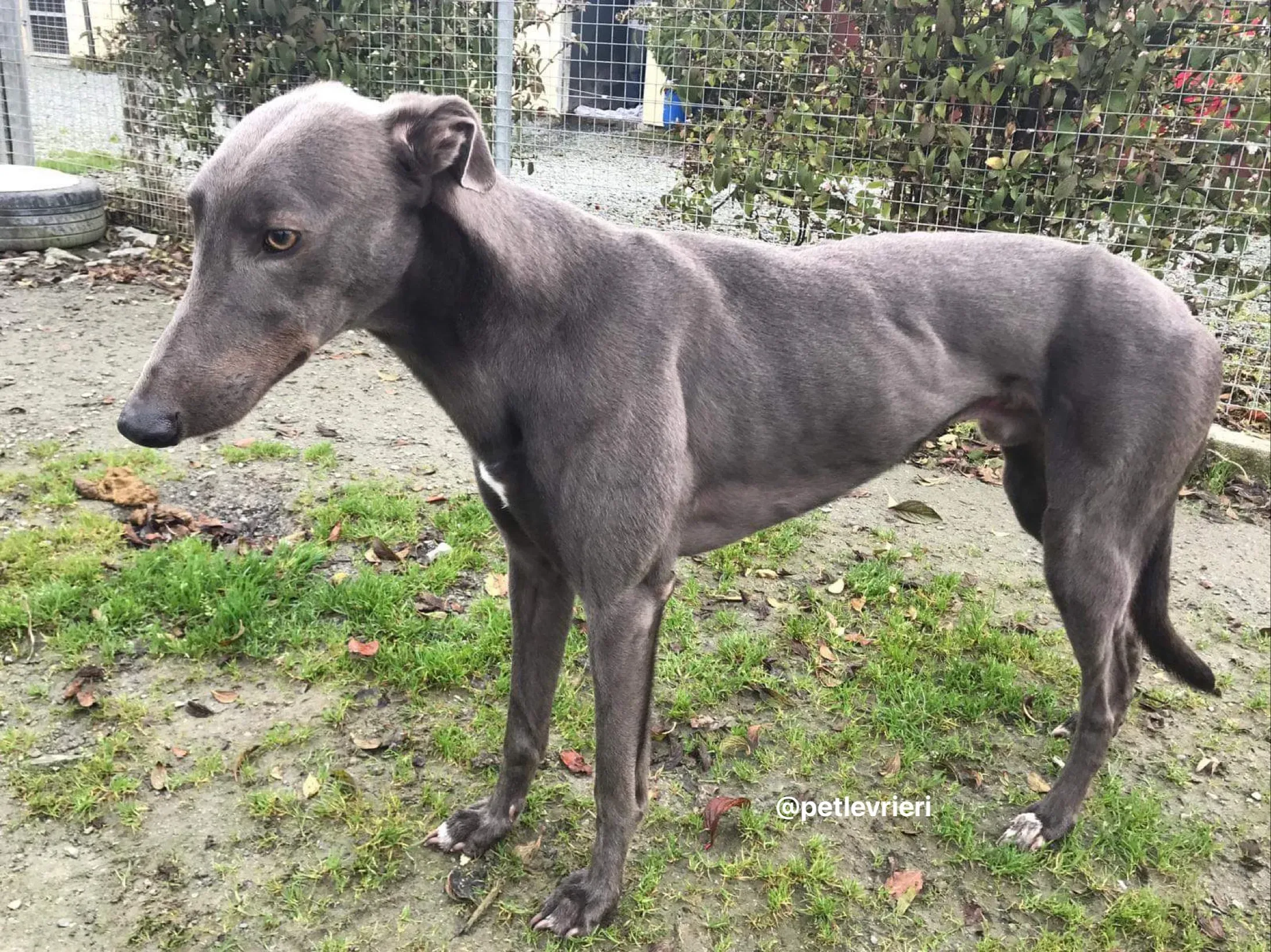firmino greyhound adozione pet levrieri 3