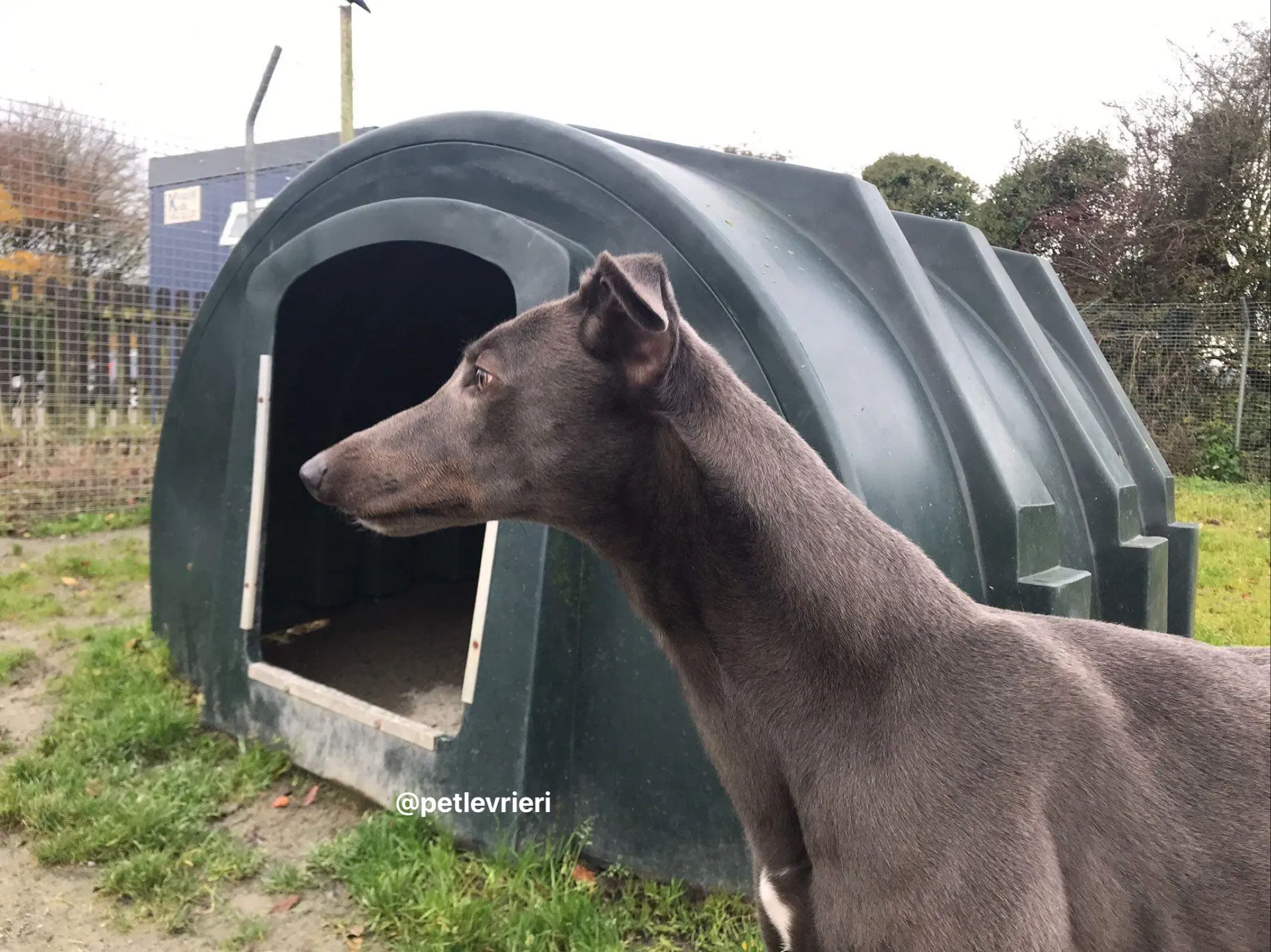 firmino greyhound adozione pet levrieri 4