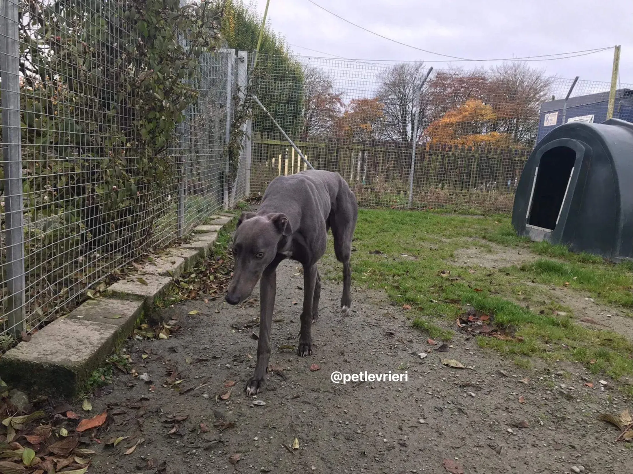 firmino greyhound adozione pet levrieri 5