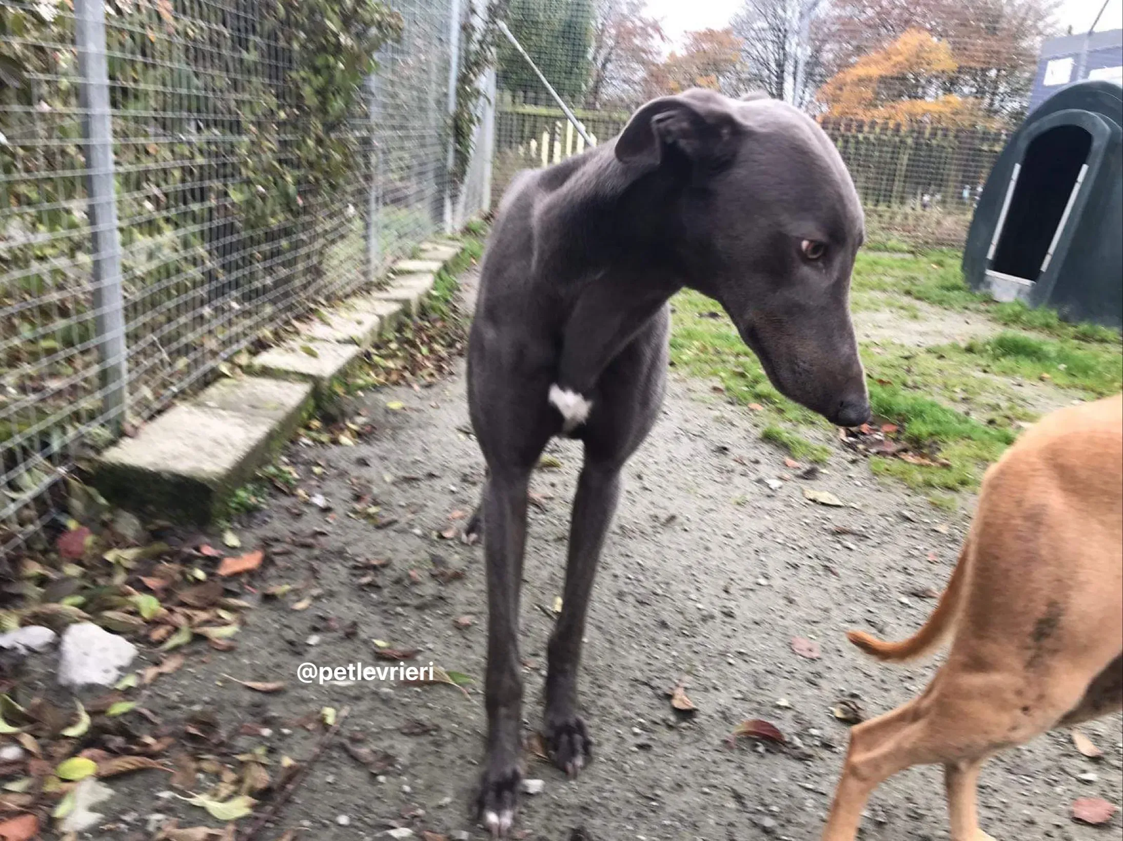 firmino greyhound adozione pet levrieri 6