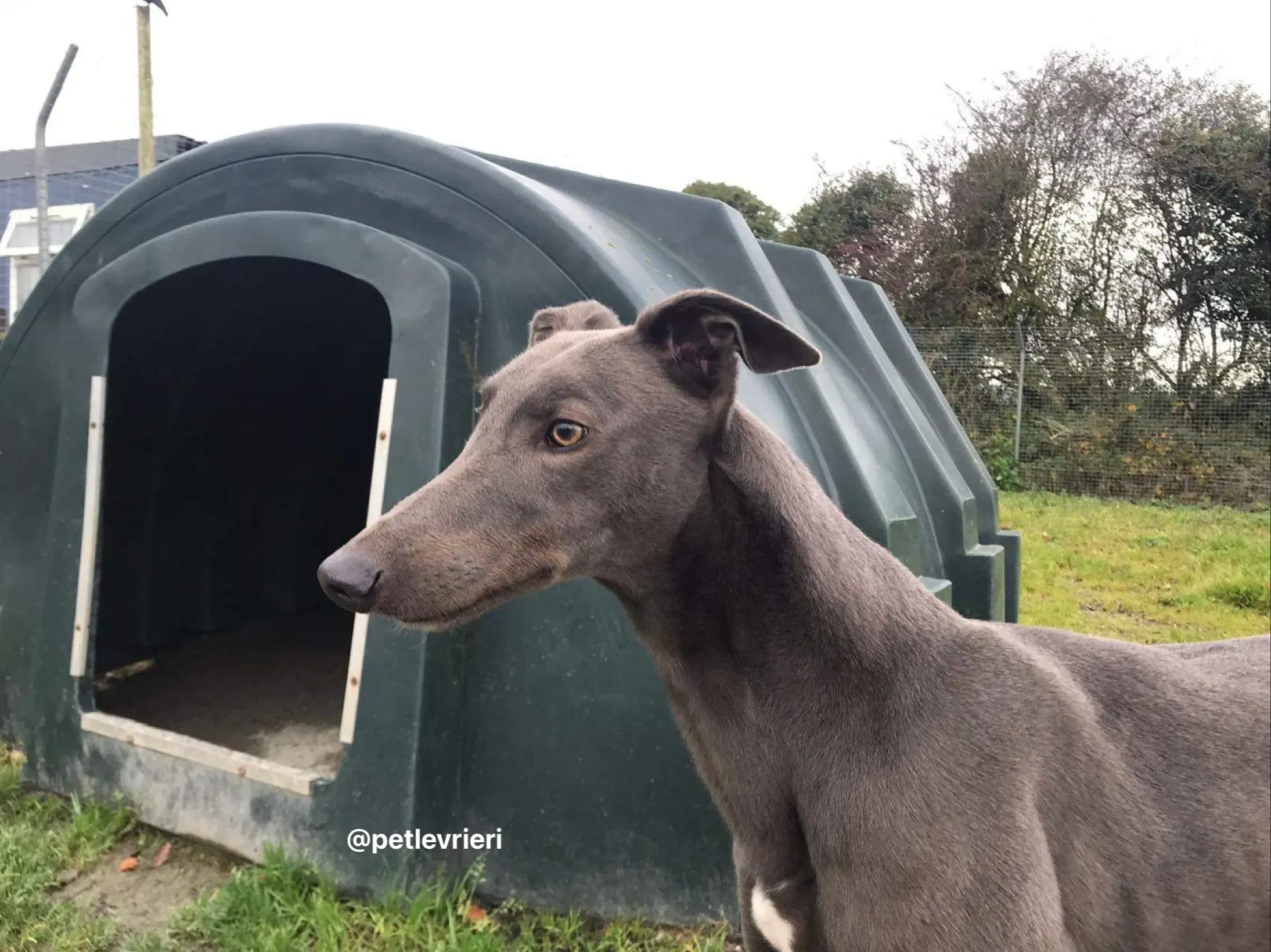 firmino greyhound adozione pet levrieri 7