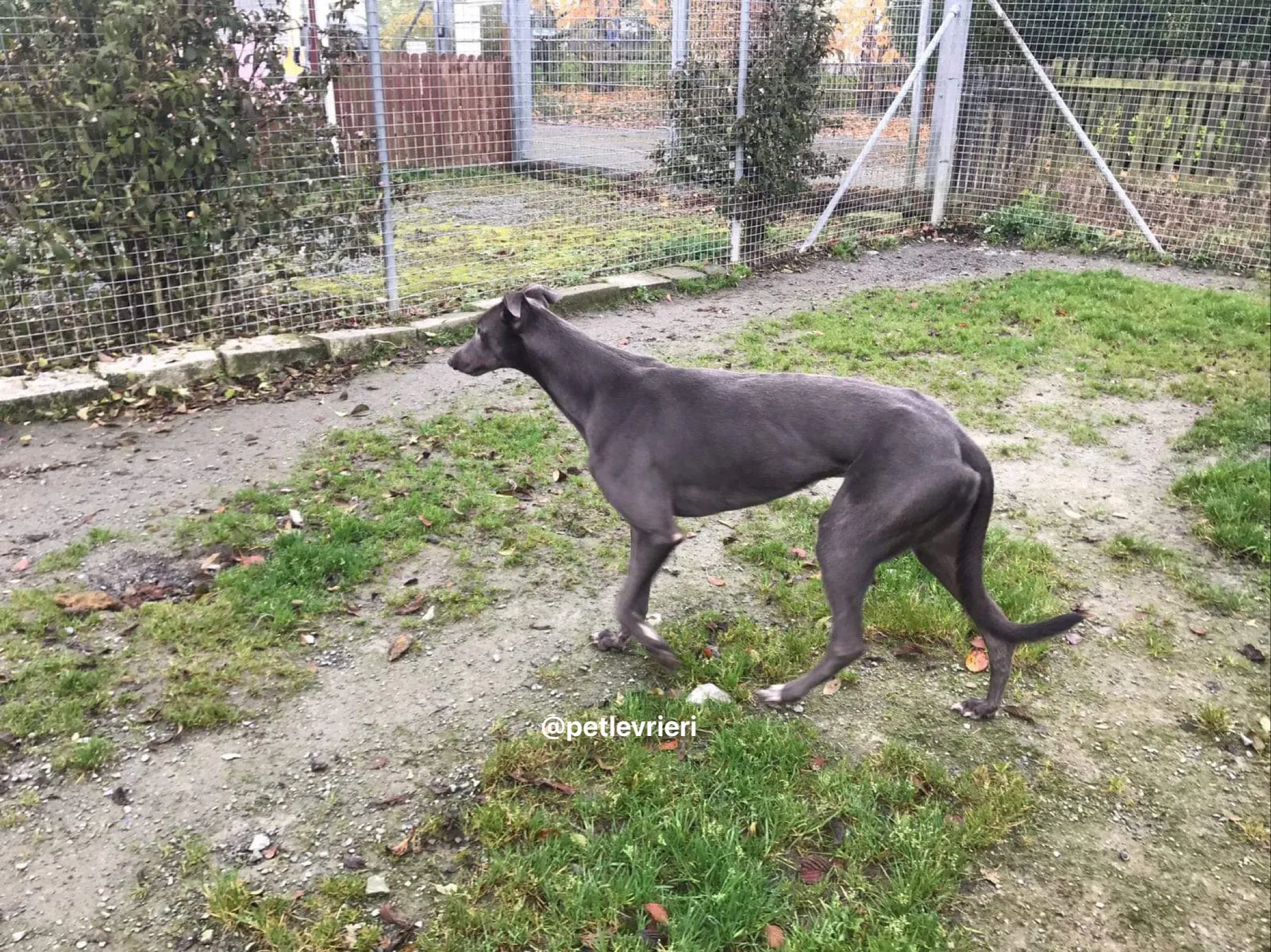 firmino greyhound adozione pet levrieri 8
