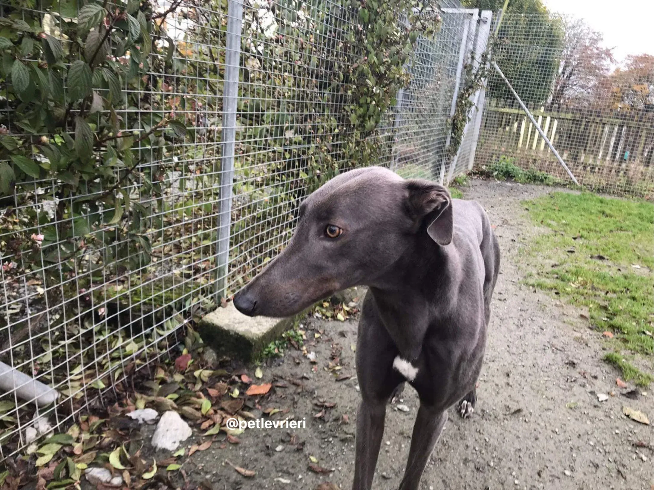 firmino greyhound adozione pet levrieri 9