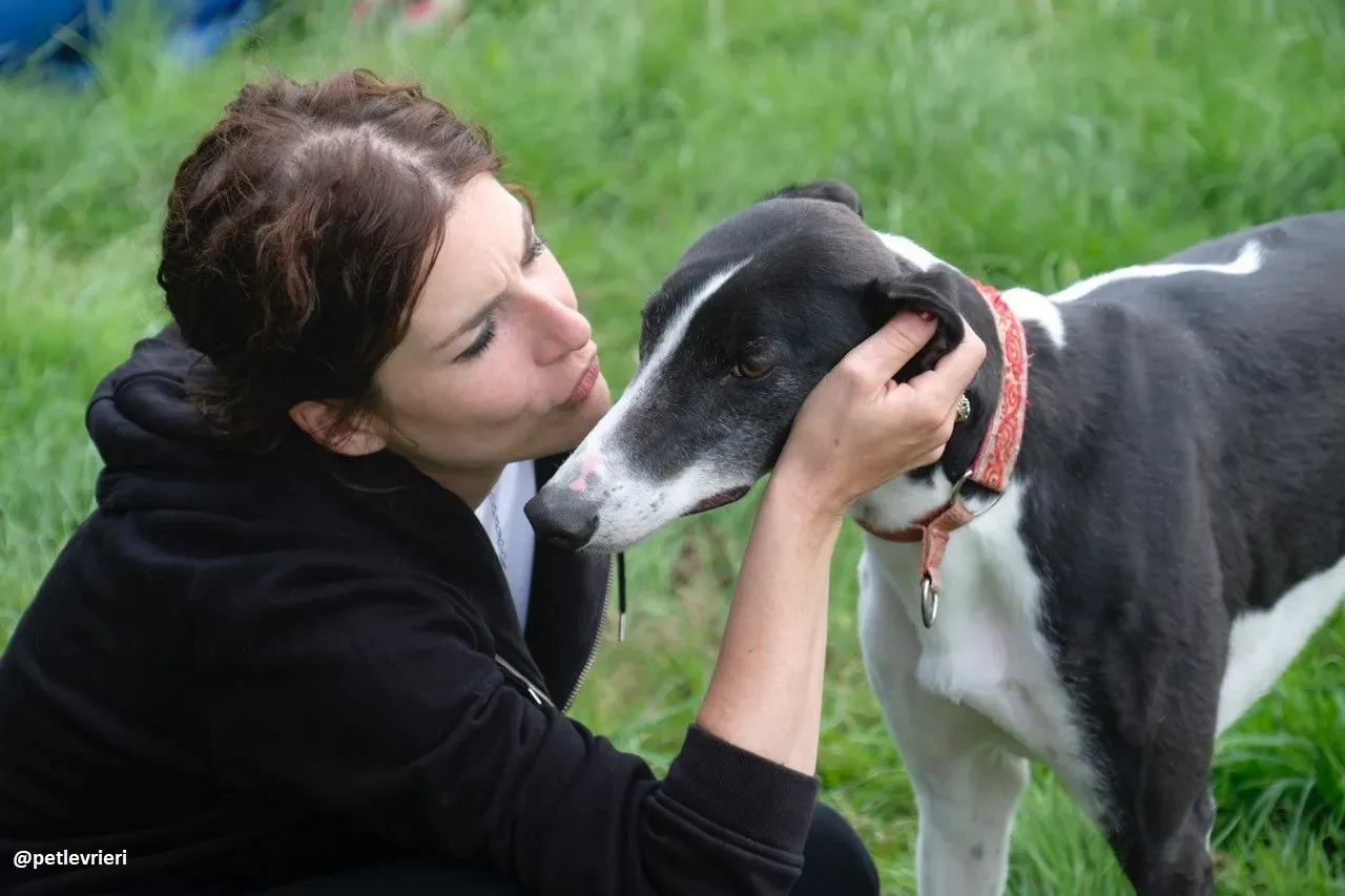 five adozione greyhound 13