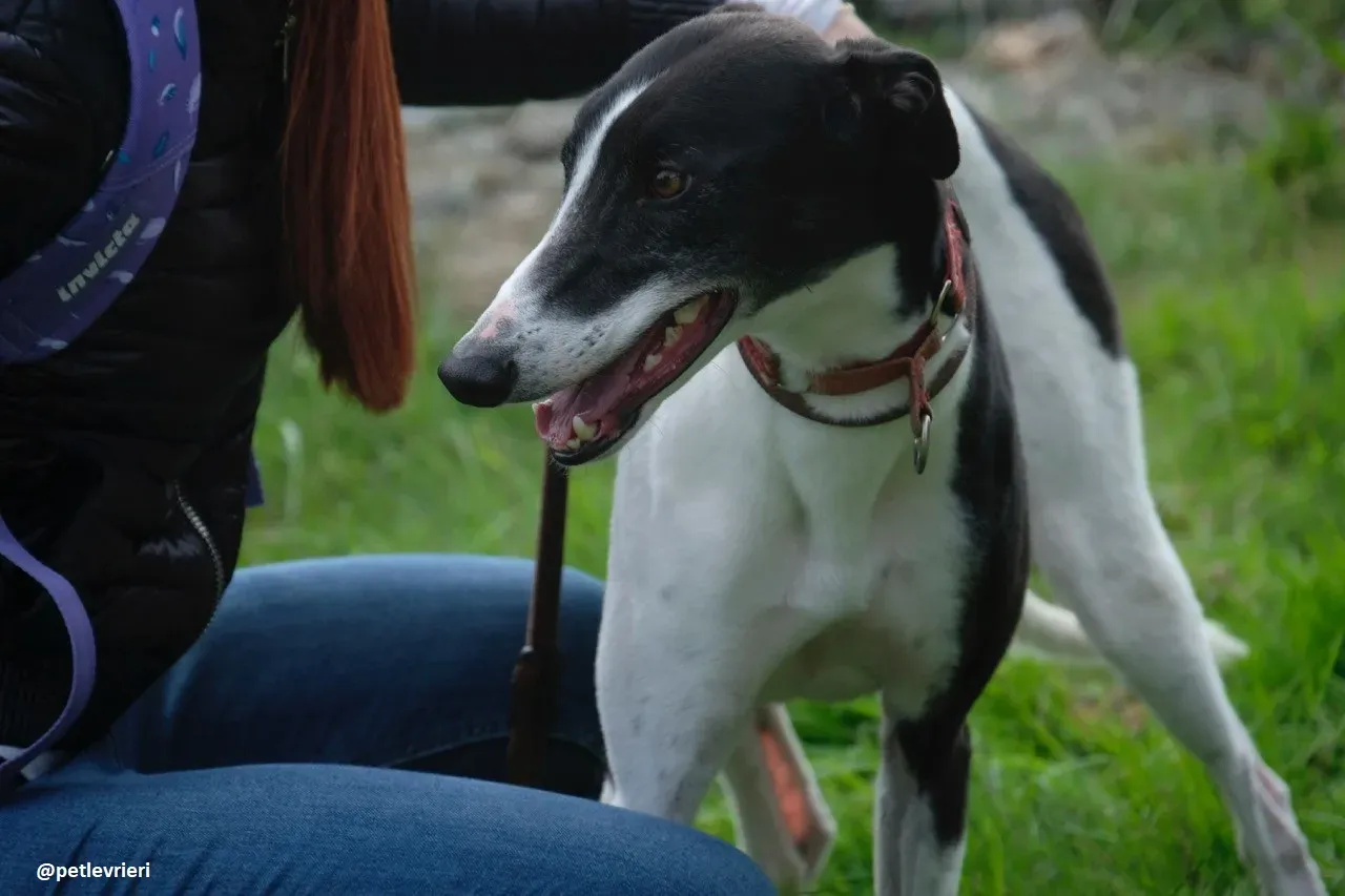 five adozione greyhound 15