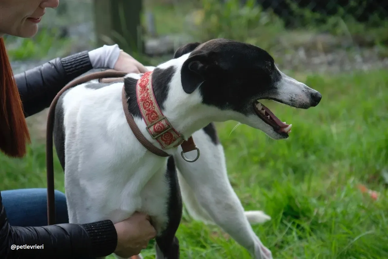 five adozione greyhound 18