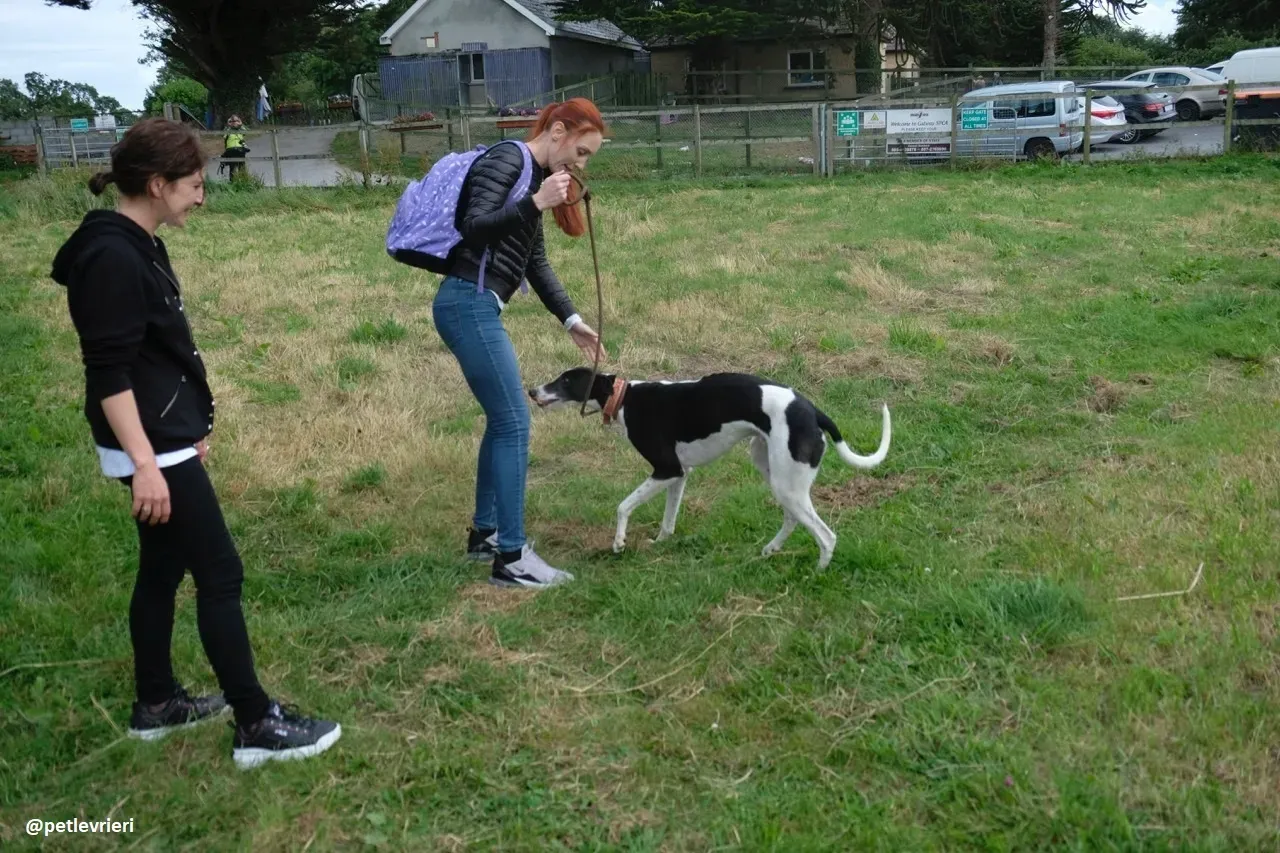 five adozione greyhound 19