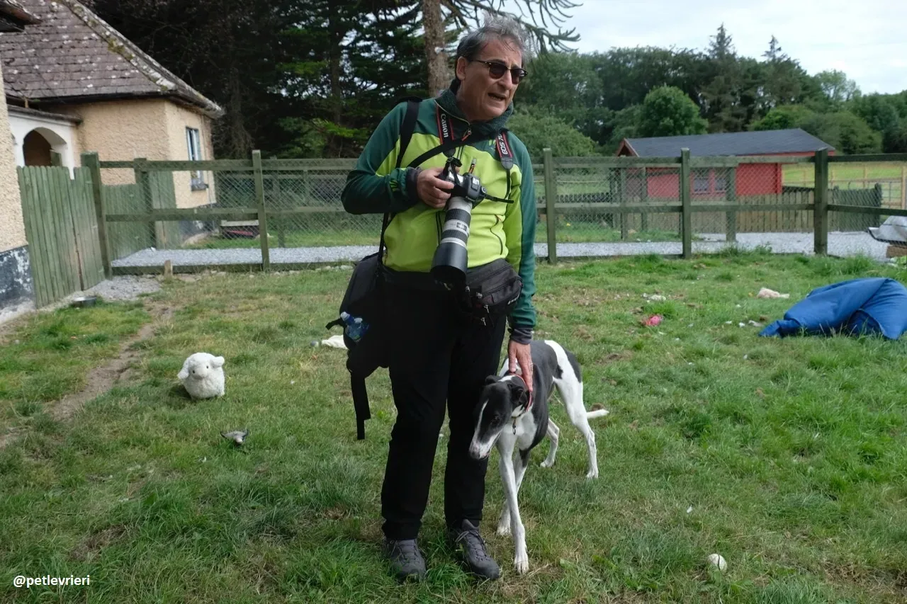 five adozione greyhound 2