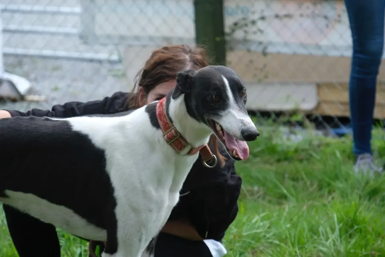 five adozione greyhound 21