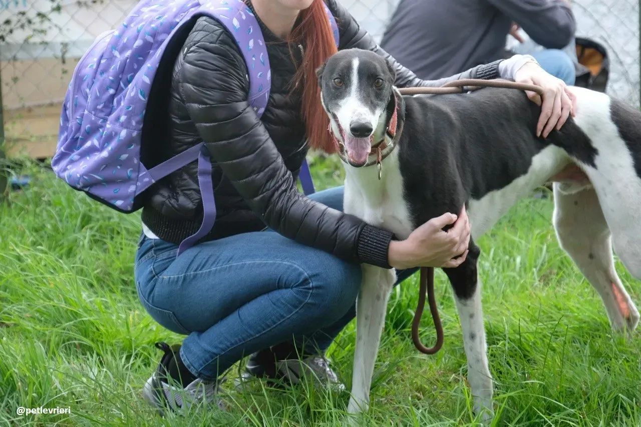 five adozione greyhound 22