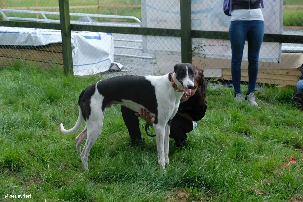 five adozione greyhound 23