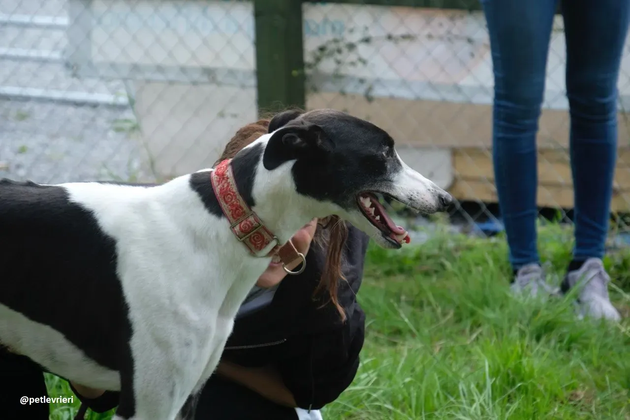 five adozione greyhound 24