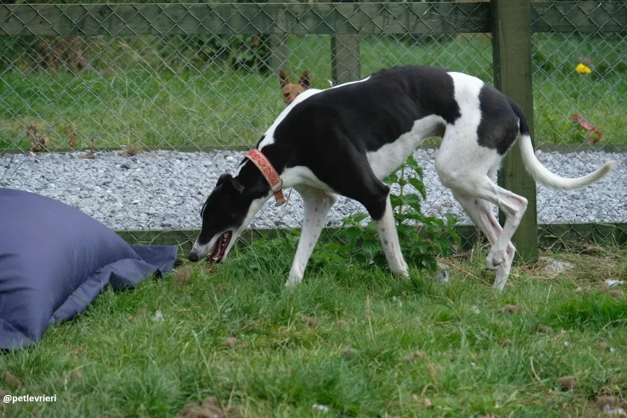 five adozione greyhound 25