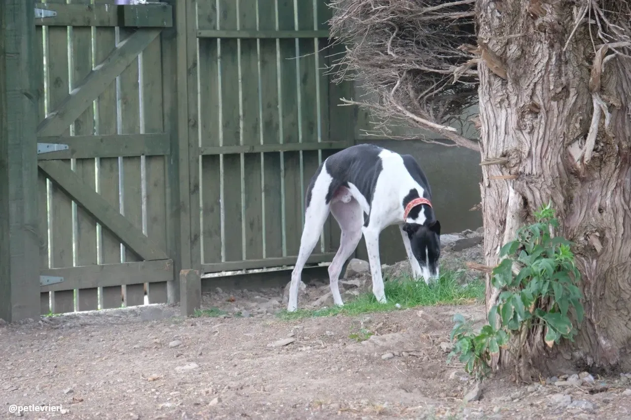 five adozione greyhound 26