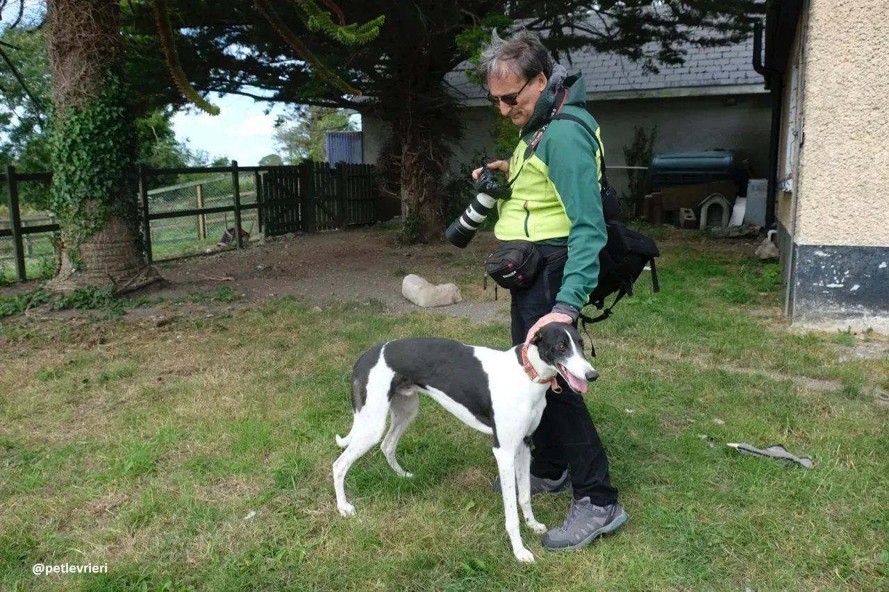 five adozione greyhound 27