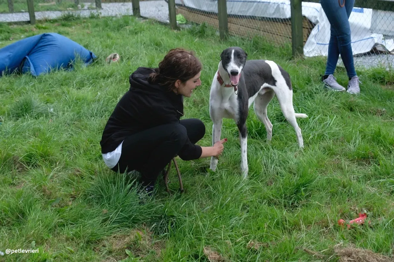 five adozione greyhound 6