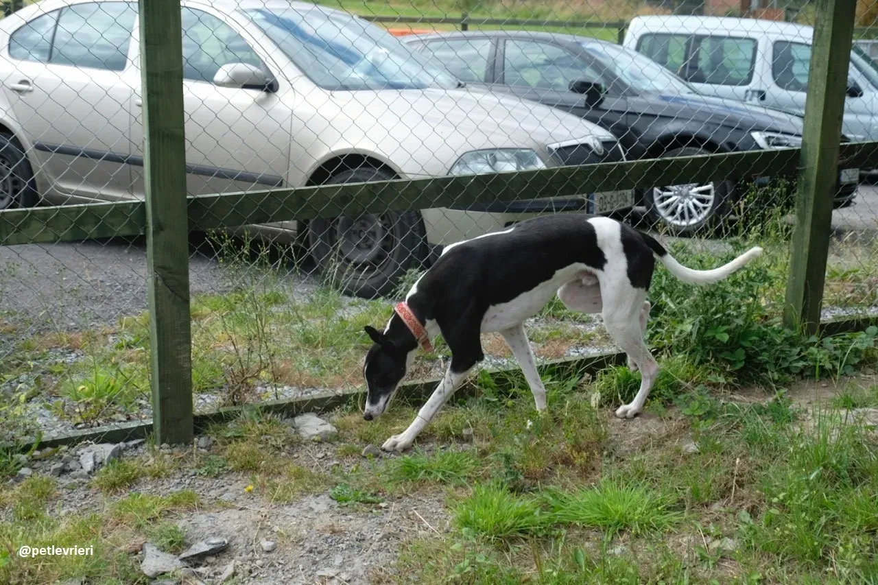 five adozione greyhound 7