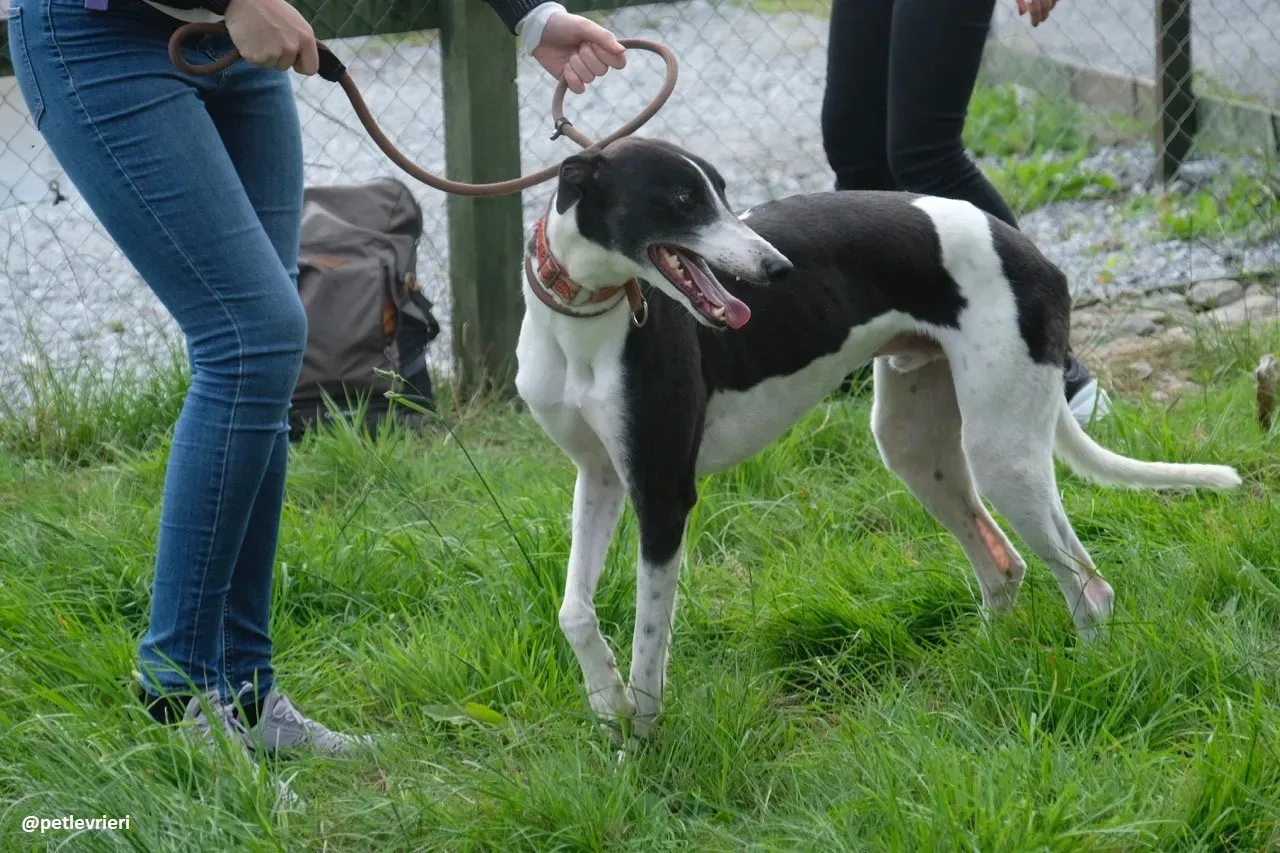five adozione greyhound 8