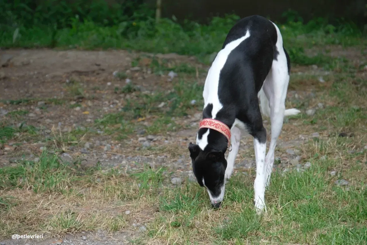 five adozione greyhound 9