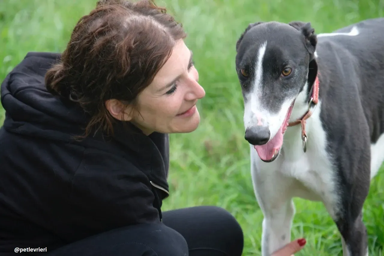 five adozione greyhound