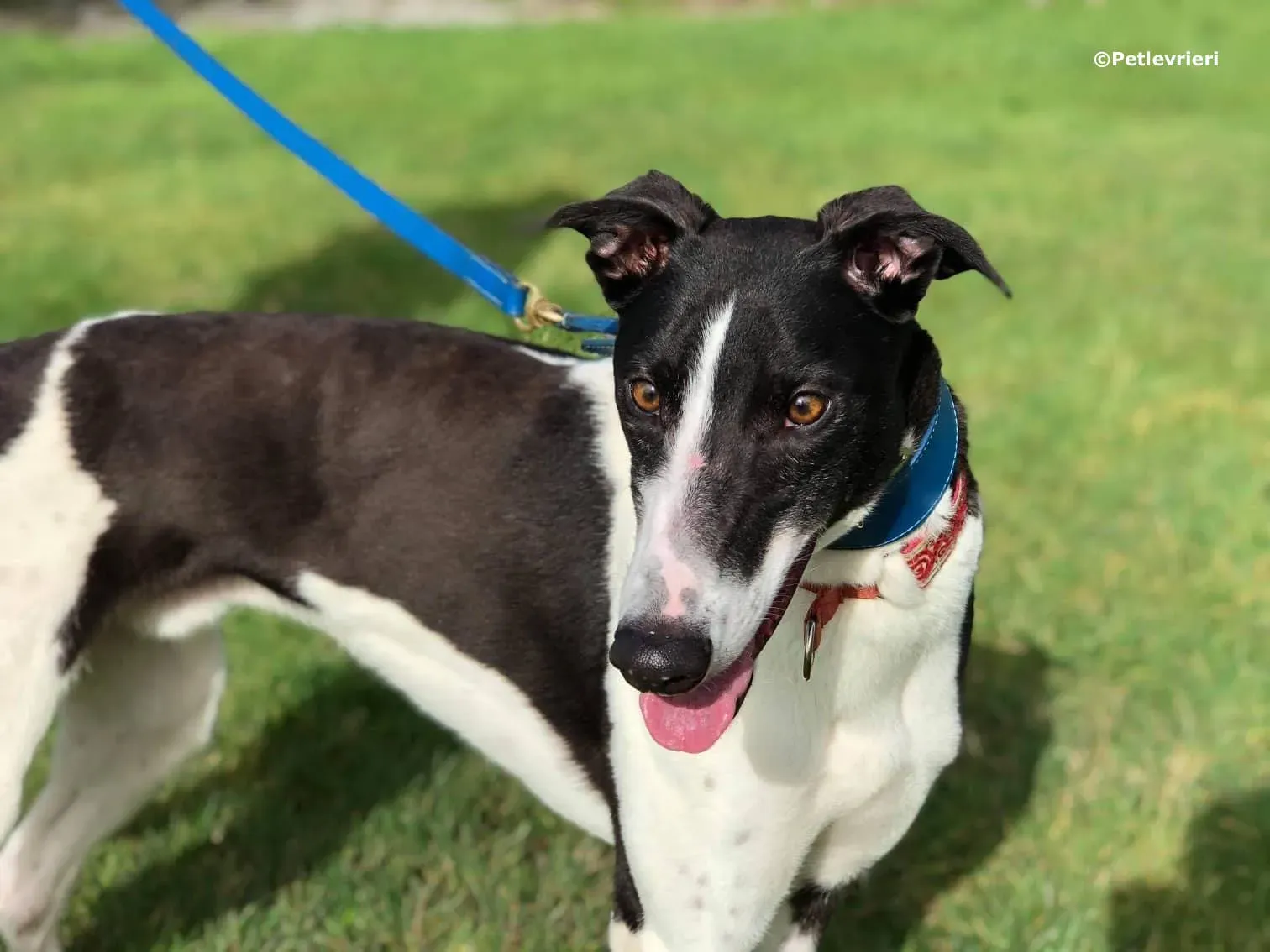 five adozione levrieri greyhound 6 1