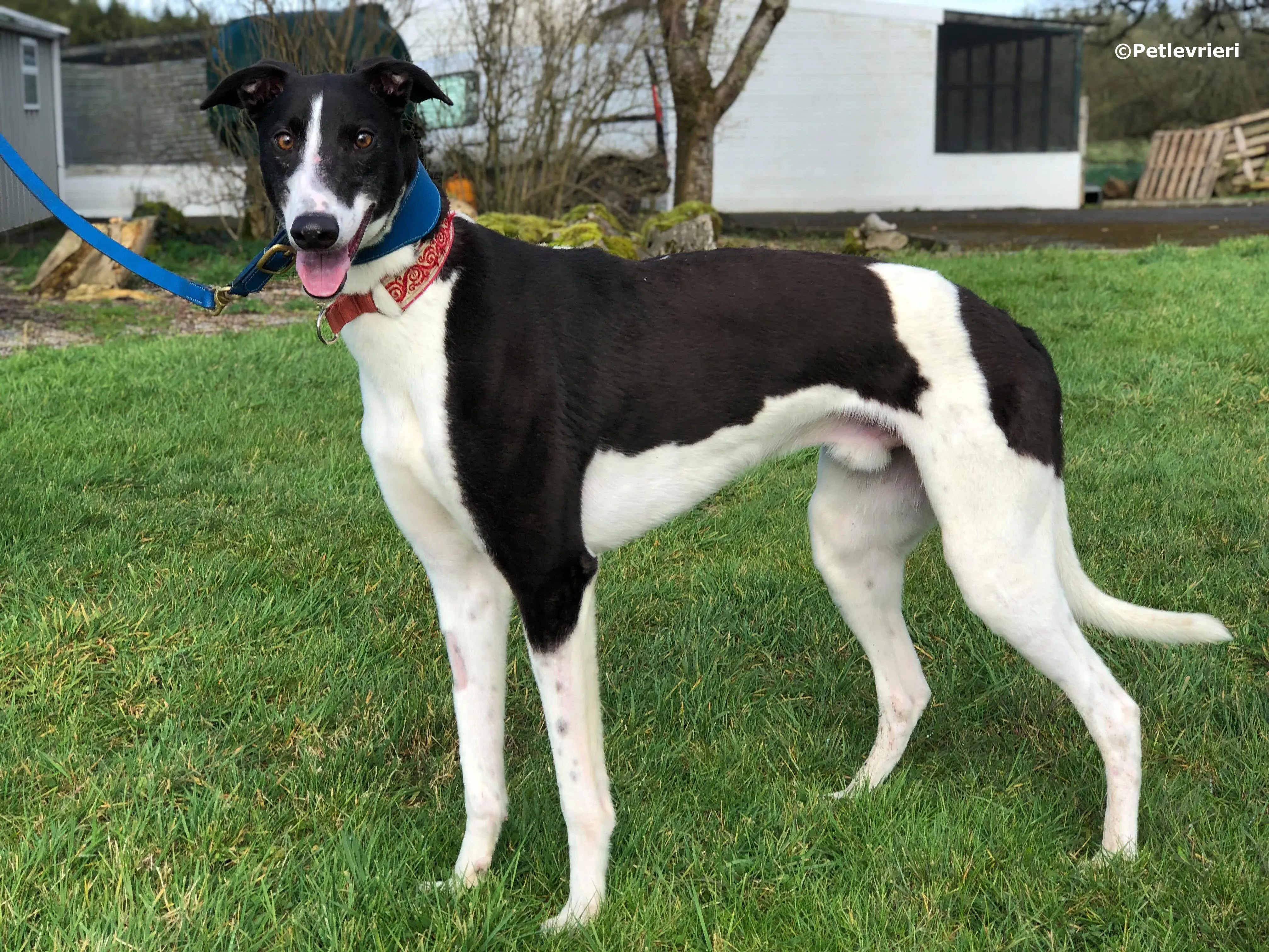 five adozione levrieri greyhound 7