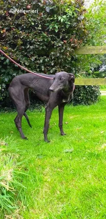 flair adozione levrieri greyhound 1