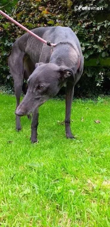 flair adozione levrieri greyhound 2
