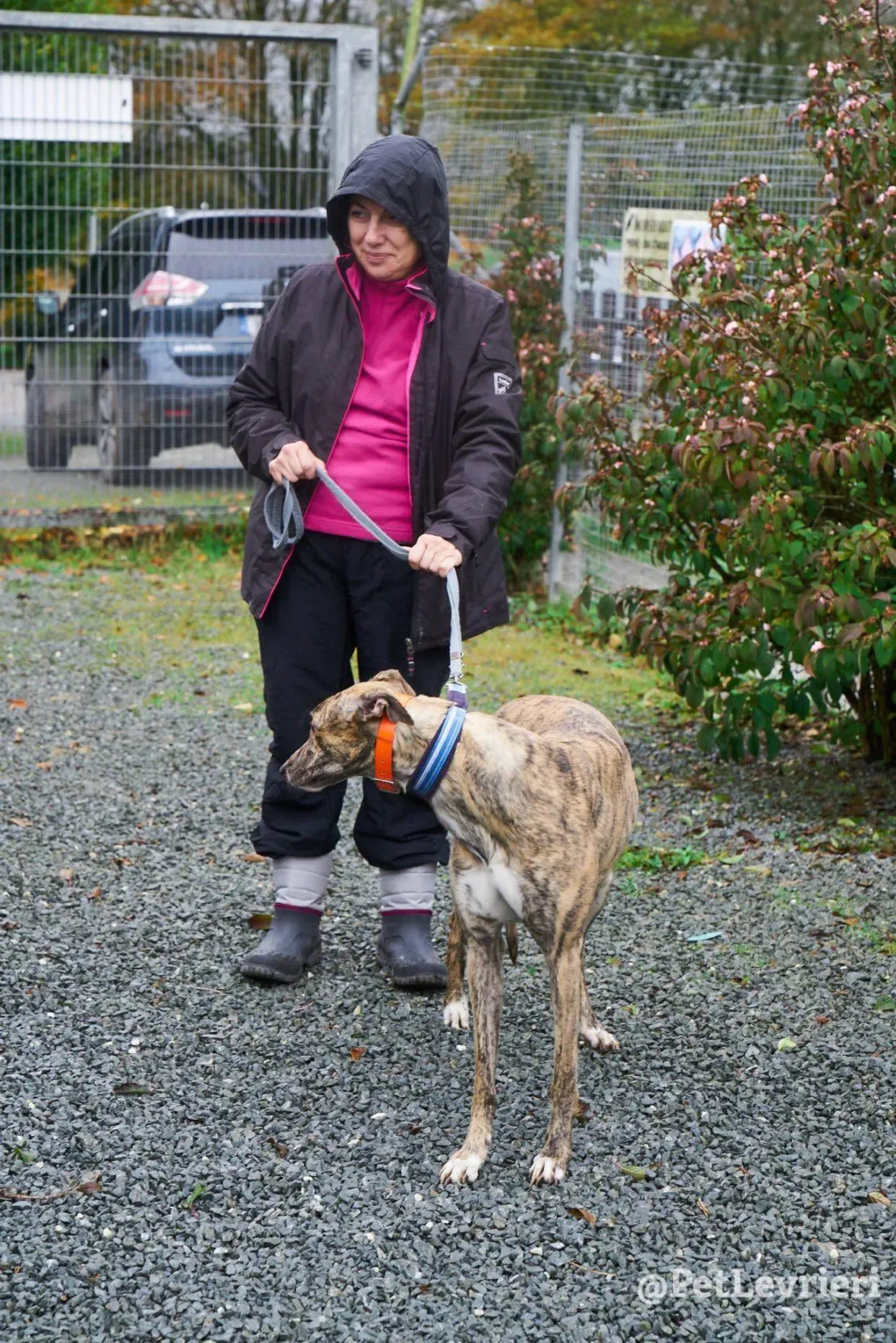 flash adozione levrieri greyhound 1