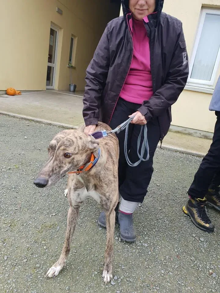 flash adozione levrieri greyhound 2