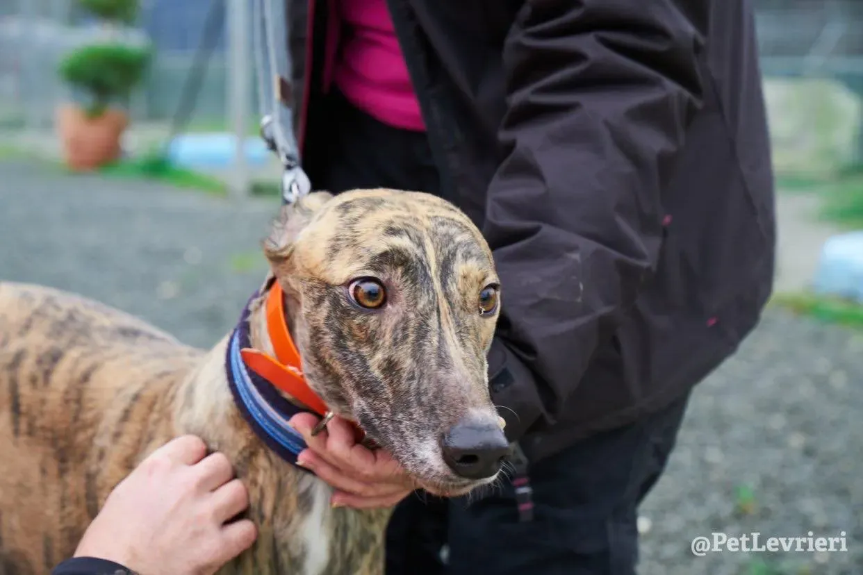 flash adozione levrieri greyhound 3