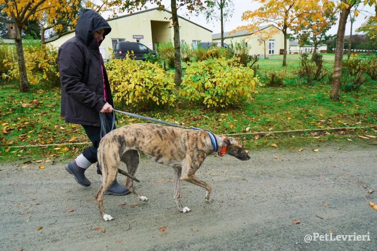 flash adozione levrieri greyhound 4