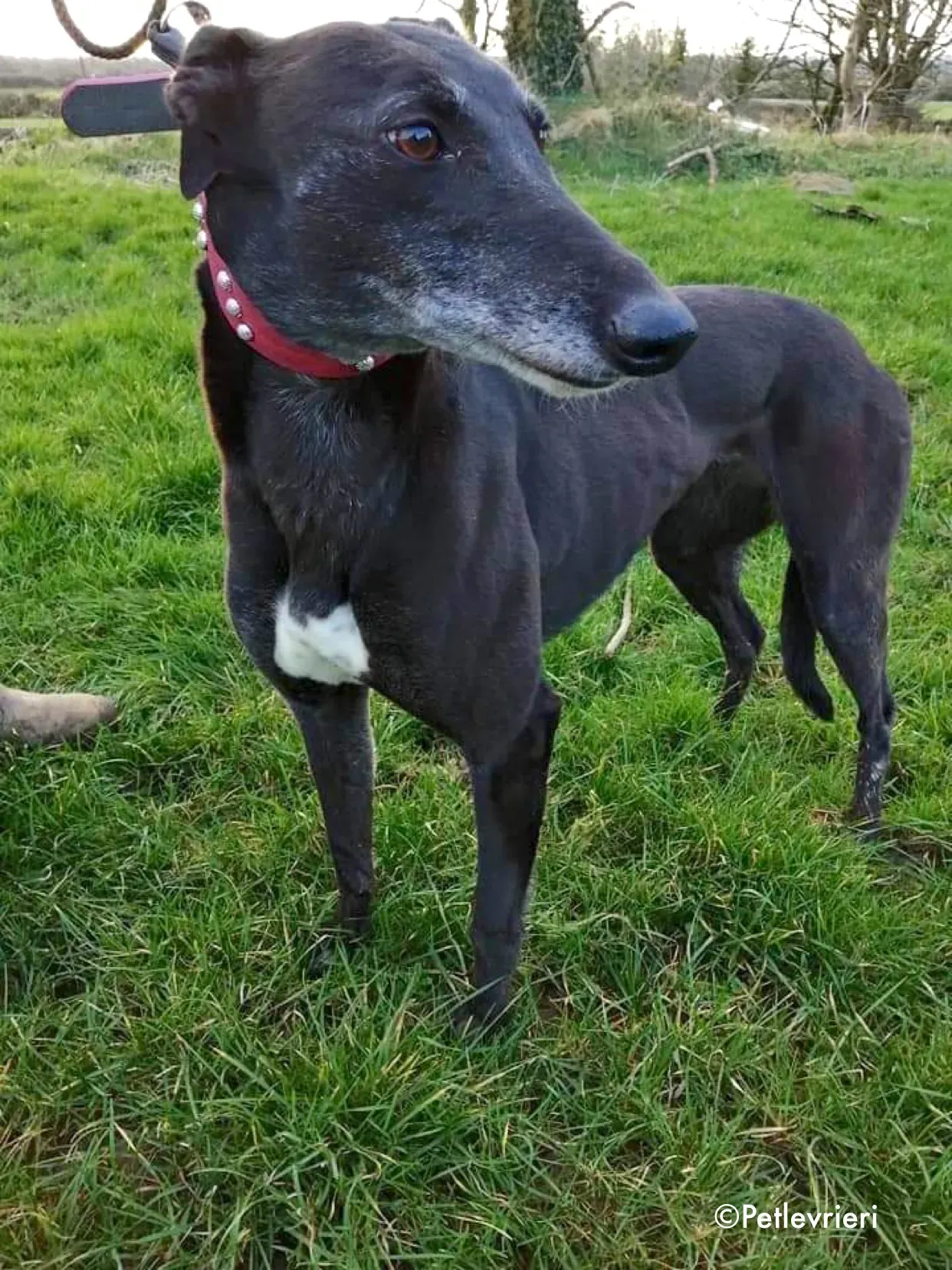 flavia adozione levrieri greyhound 1