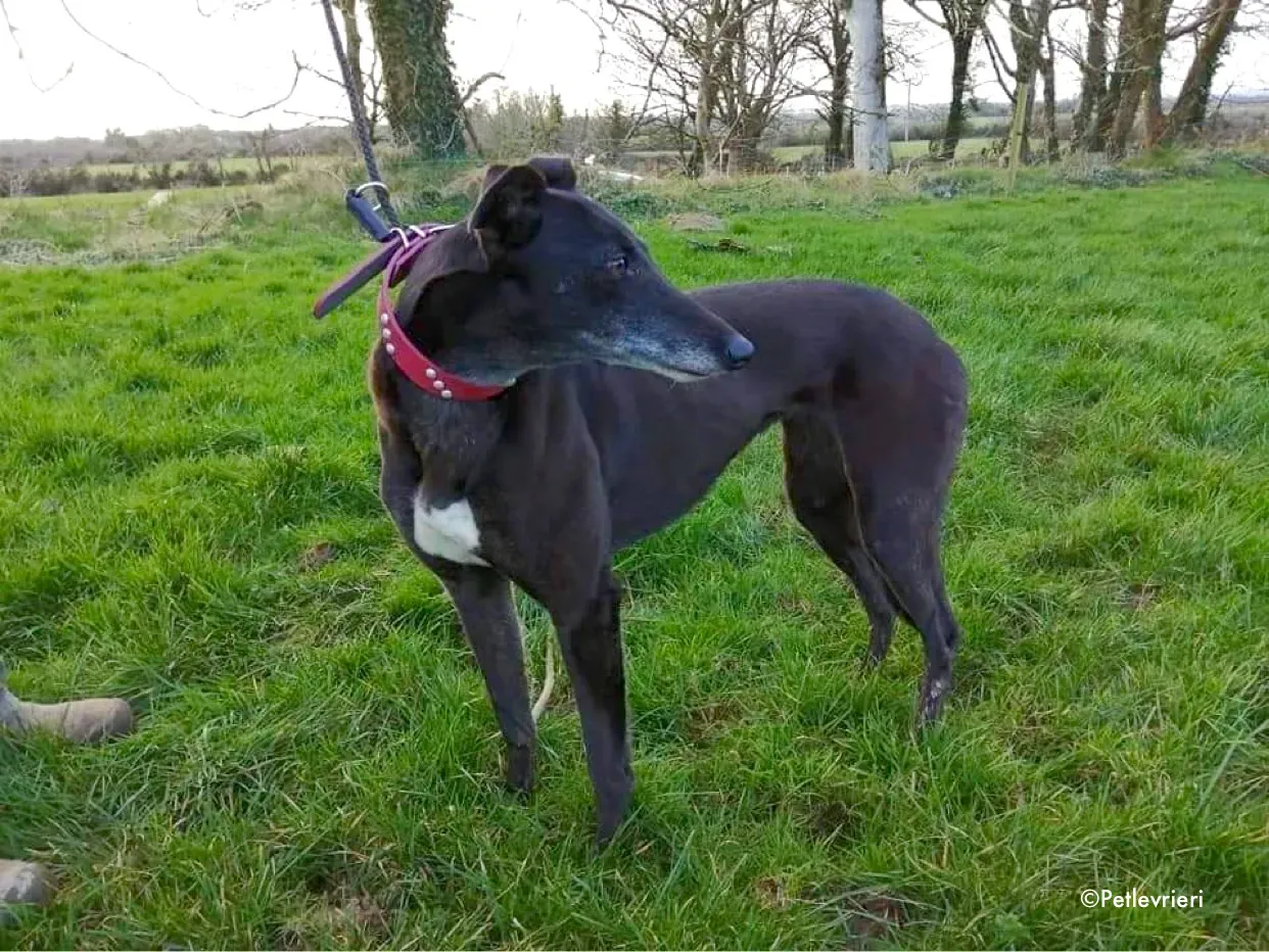 flavia adozione levrieri greyhound 2