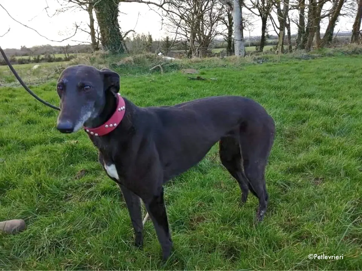 flavia adozione levrieri greyhound 3