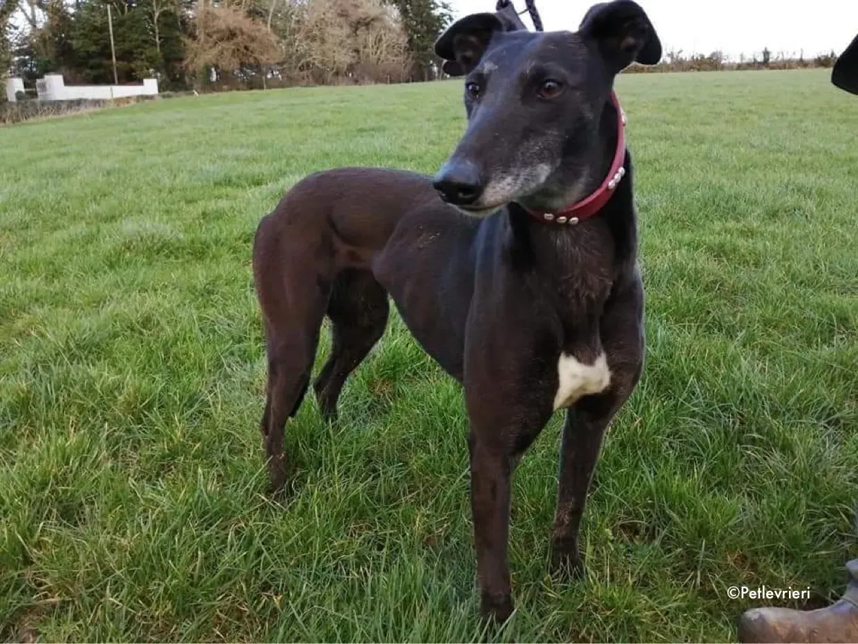 flavia adozione levrieri greyhound 4