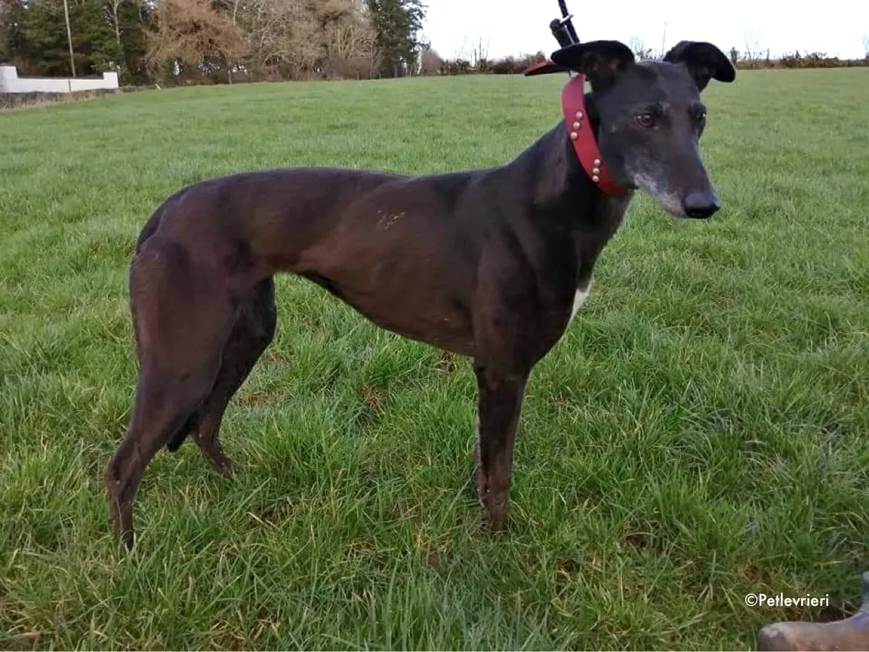 flavia adozione levrieri greyhound 5