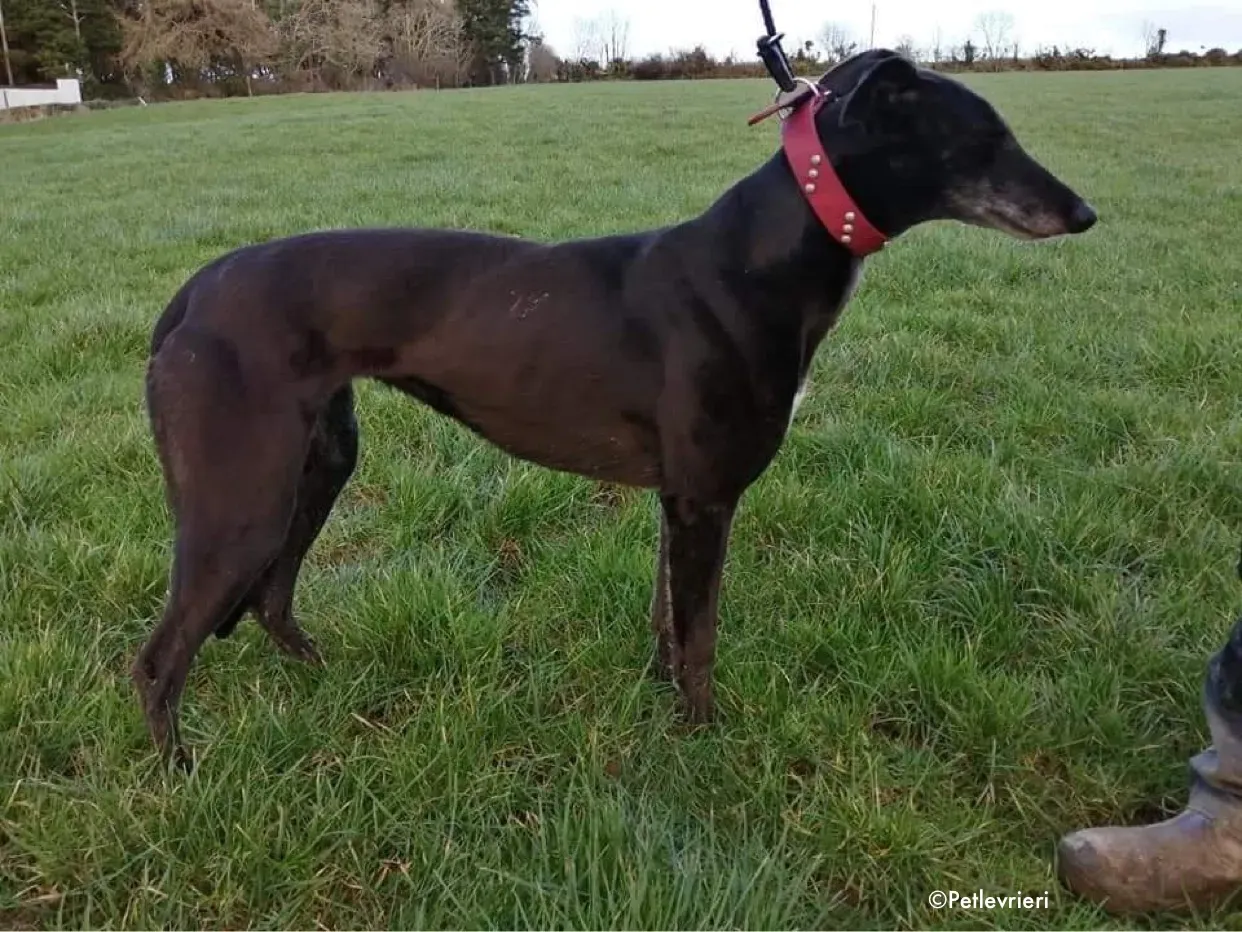 flavia adozione levrieri greyhound 6