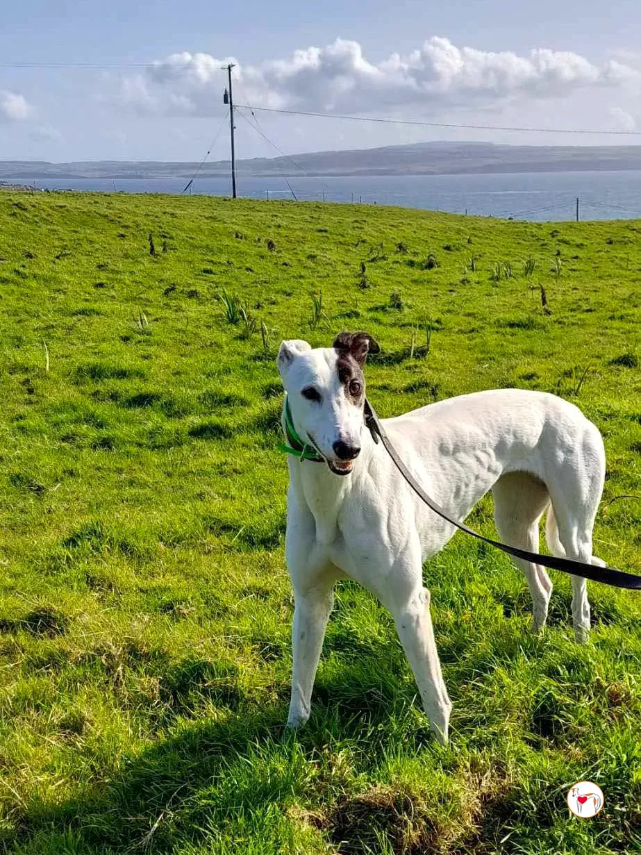 florence grey adozione 01