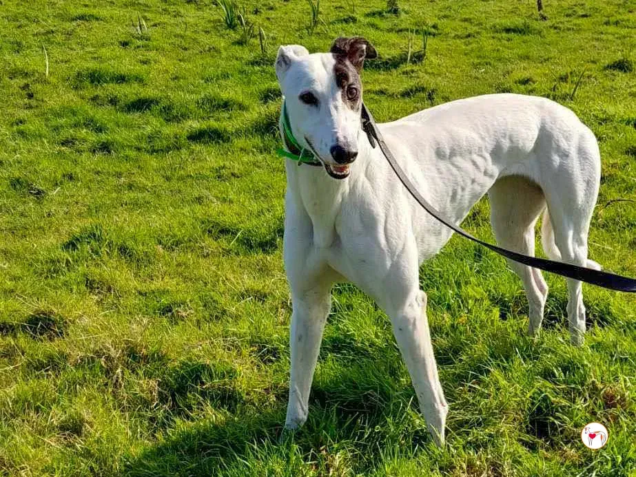 florence grey adozione 02