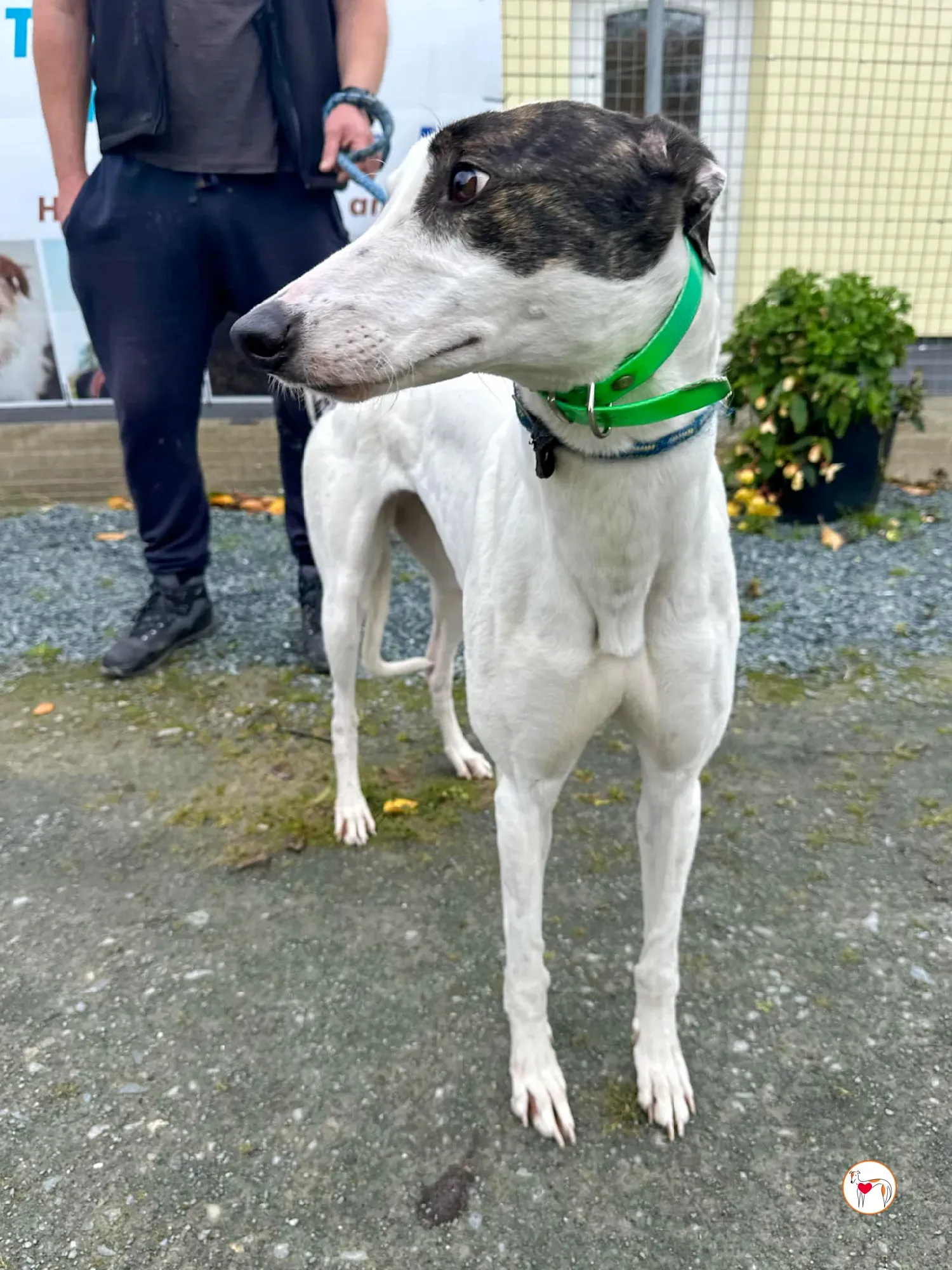 florence grey adozione 03