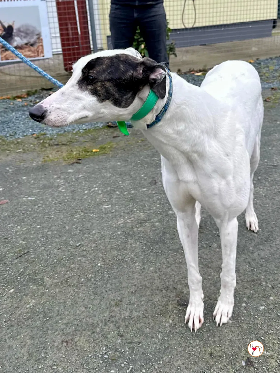 florence grey adozione 04